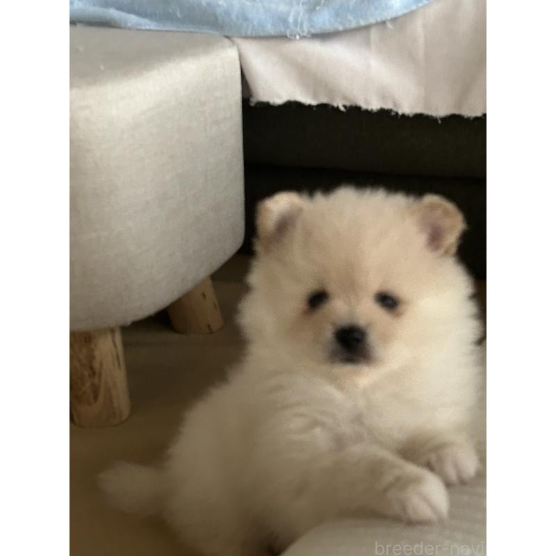 販売中の群馬県のポメラニアン-420949の4枚目