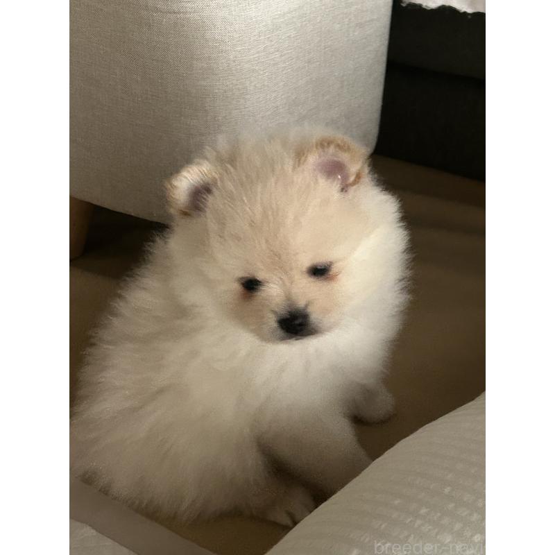販売中の群馬県のポメラニアン-420949の3枚目