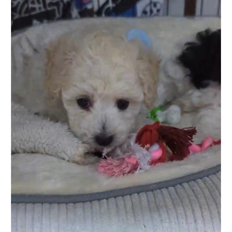 成約済の北海道のトイプードル-417941の6枚目