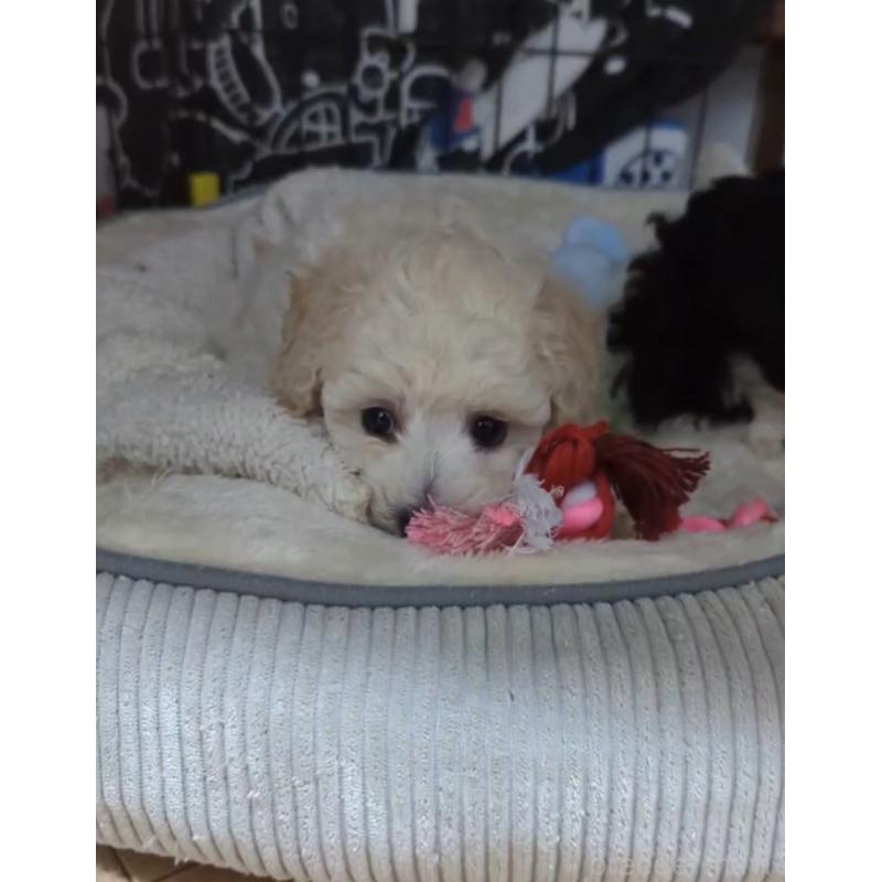 成約済の北海道のトイプードル-417941の5枚目