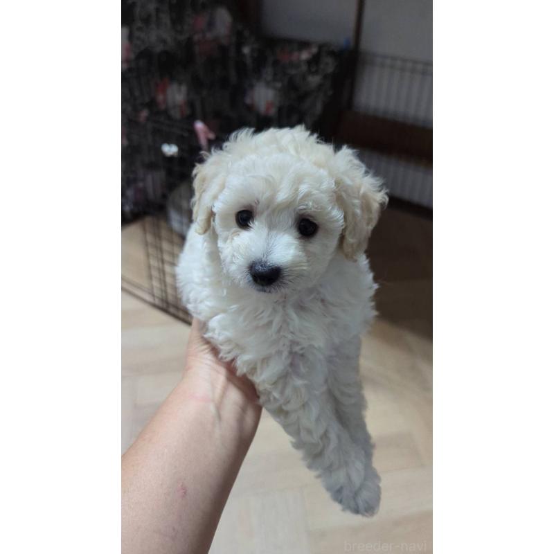 成約済の北海道のトイプードル-417941の4枚目