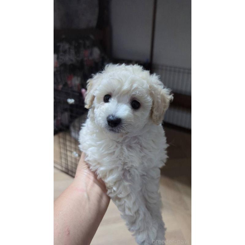 成約済の北海道のトイプードル-417941の3枚目