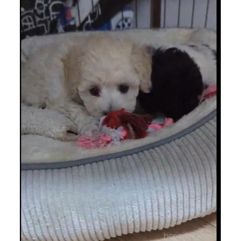 成約済の北海道のトイプードル-417941の2枚目