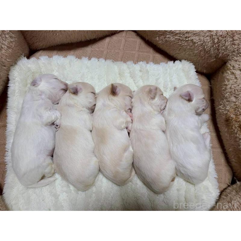 販売中の山形県のチワマル:チワワ×マルチーズ-422372の3枚目