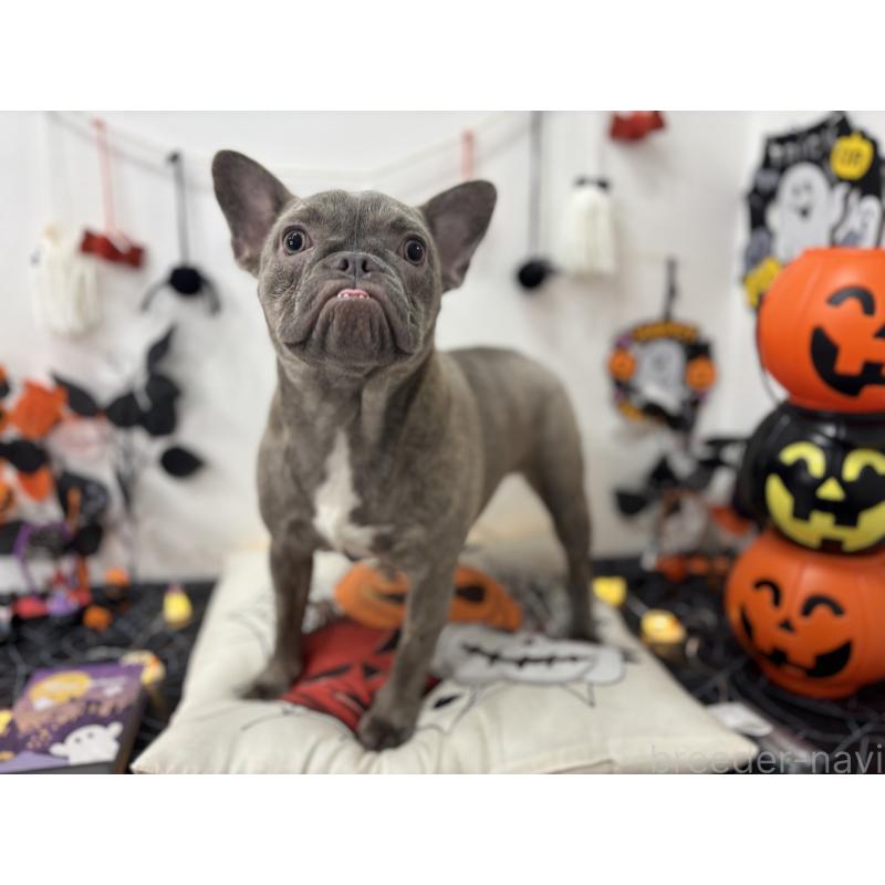 販売中の千葉県のフレンチブルドッグ-379134の3枚目