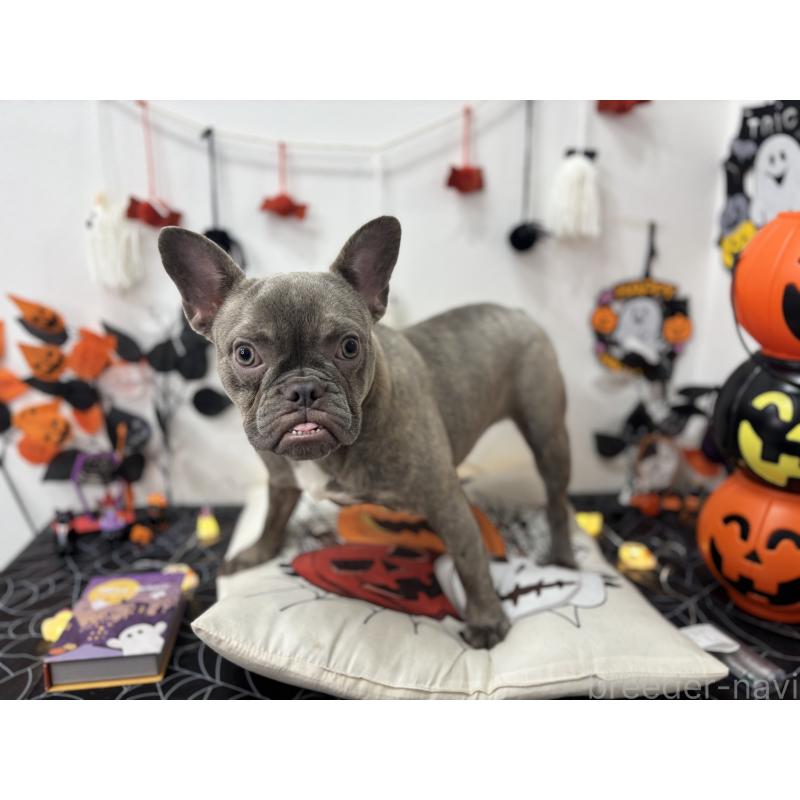 販売中の千葉県のフレンチブルドッグ-379134の2枚目