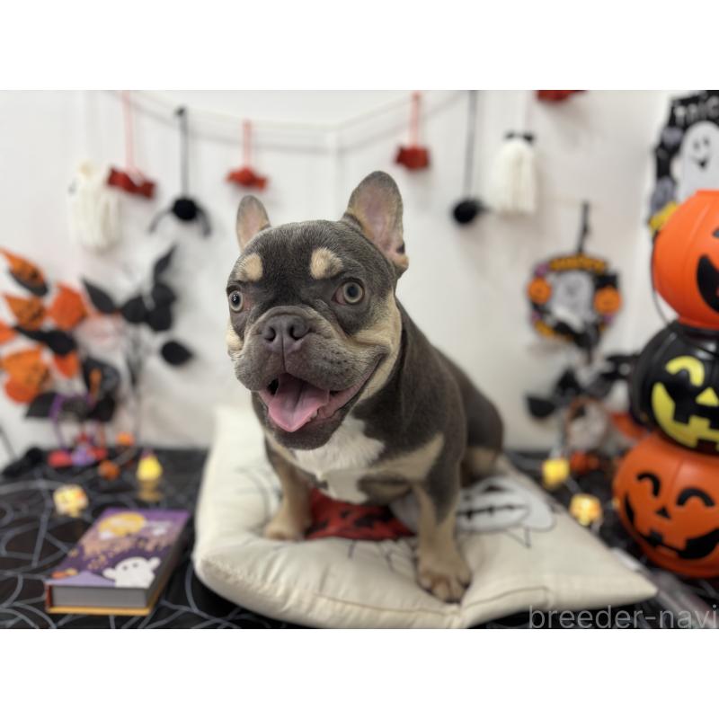販売中の千葉県のフレンチブルドッグ-379141の4枚目
