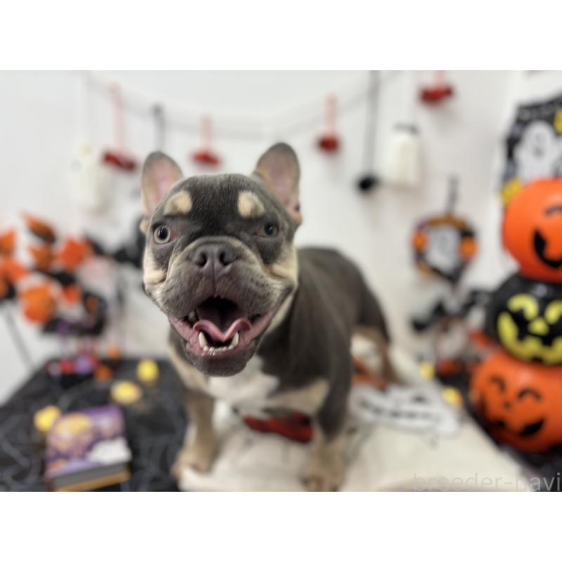 販売中の千葉県のフレンチブルドッグ-379141の3枚目