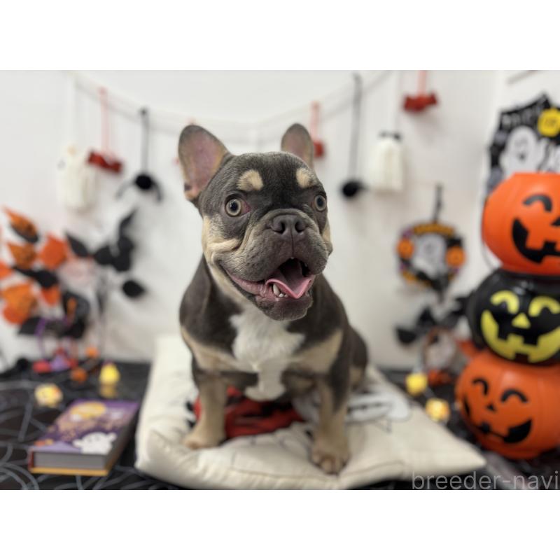 販売中の千葉県のフレンチブルドッグ-379141の2枚目