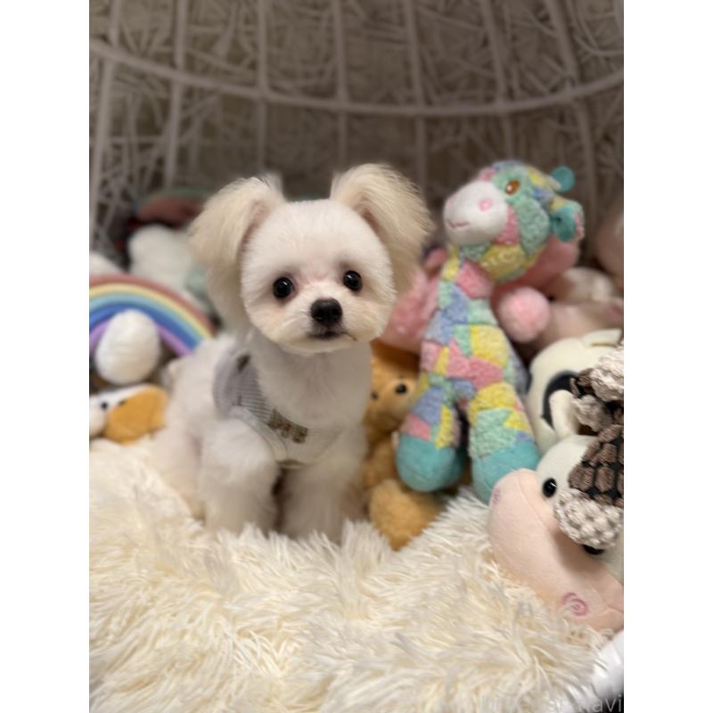 成約済の山形県のポメマル:ポメラニアン×マルチーズ-396522の3枚目