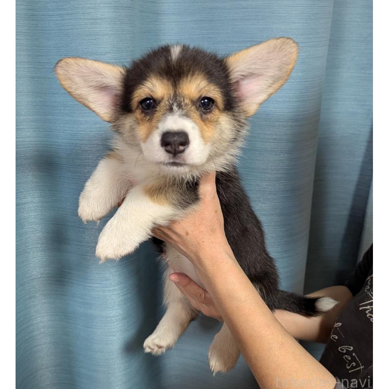 販売中の福岡県のウェルシュコーギーペンブローク-415450