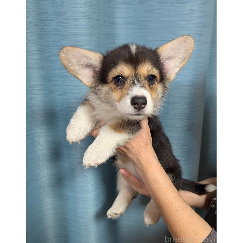 販売中の福岡県のウェルシュコーギーペンブローク-415450の2枚目