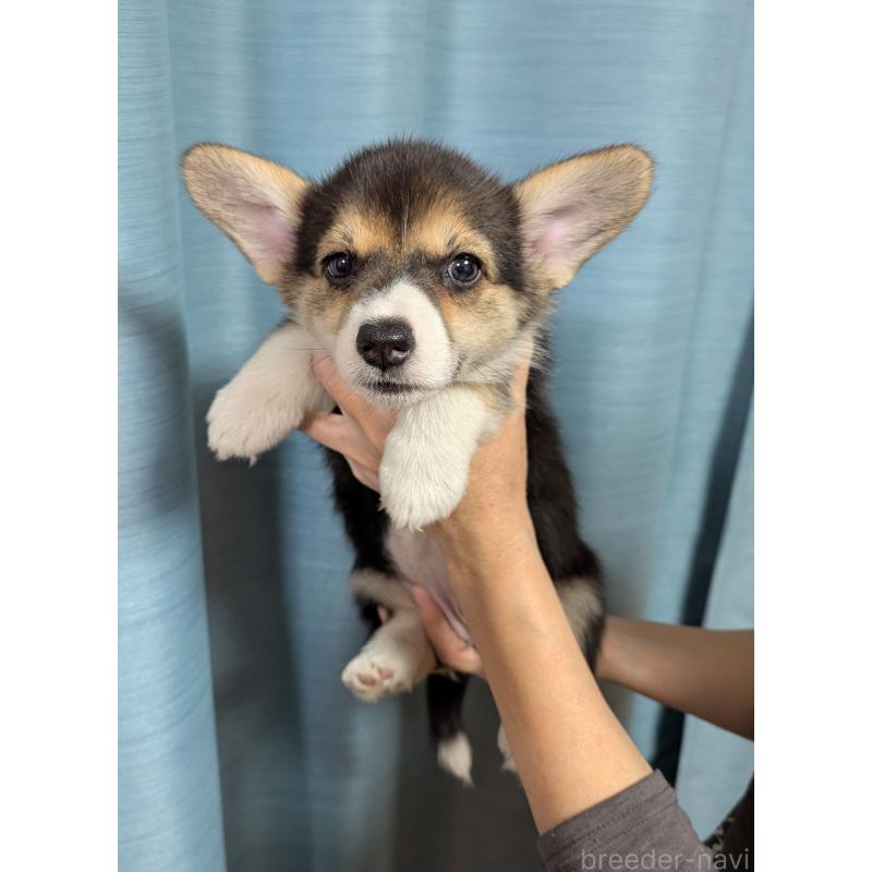 販売中の福岡県のウェルシュコーギーペンブローク-415452