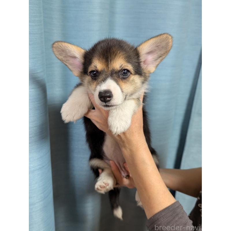 成約済の福岡県のウェルシュコーギーペンブローク-415452の2枚目