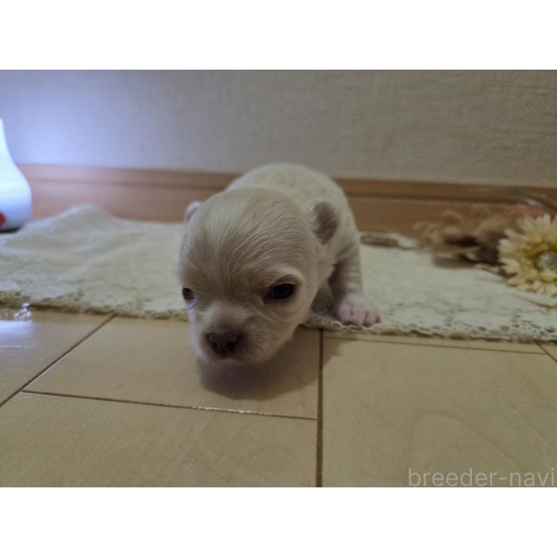 販売中の広島県のチワワ(ロングコート)-420877の62枚目