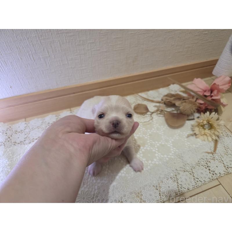 販売中の広島県のチワワ(ロングコート)-420877の60枚目