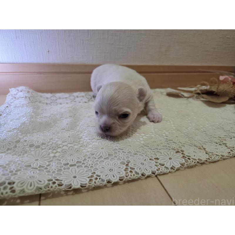 販売中の広島県のチワワ(ロングコート)-420877の56枚目