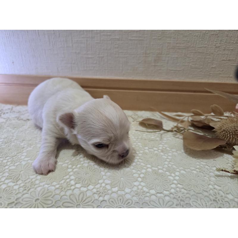 販売中の広島県のチワワ(ロングコート)-420877の54枚目