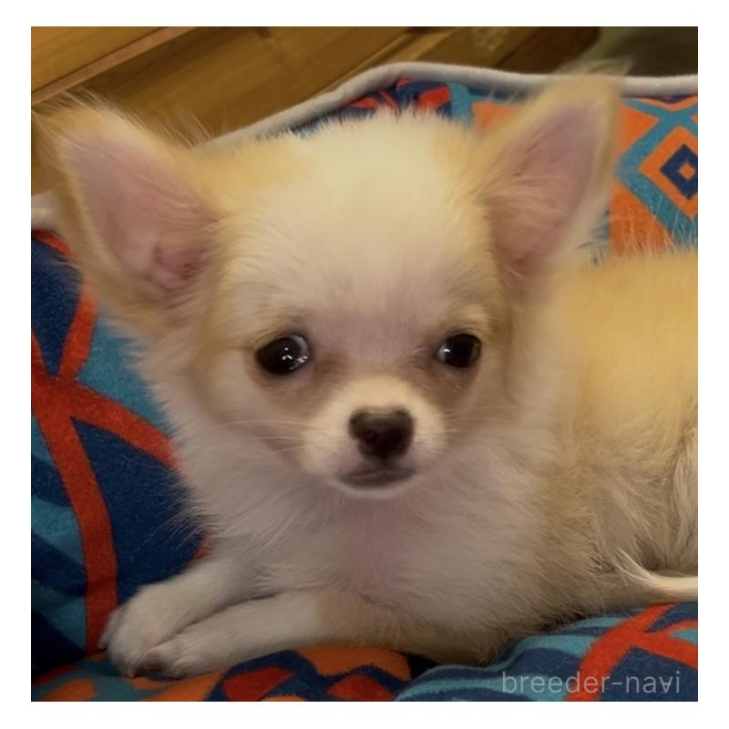 販売中の埼玉県のチワワ(ロングコート)-408273の25枚目