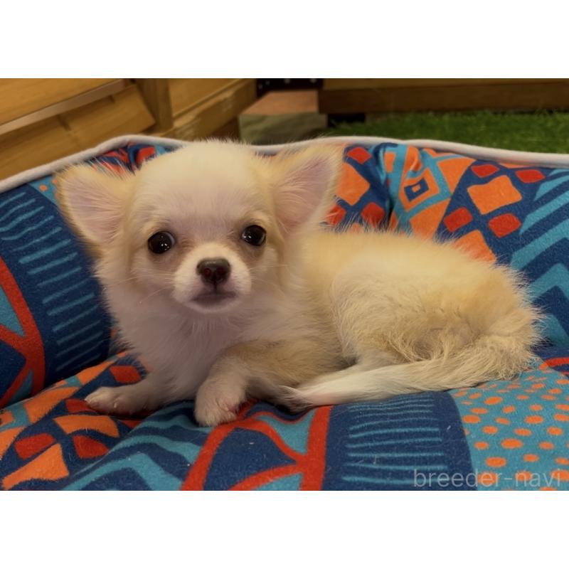 販売中の埼玉県のチワワ(ロングコート)-408273の24枚目