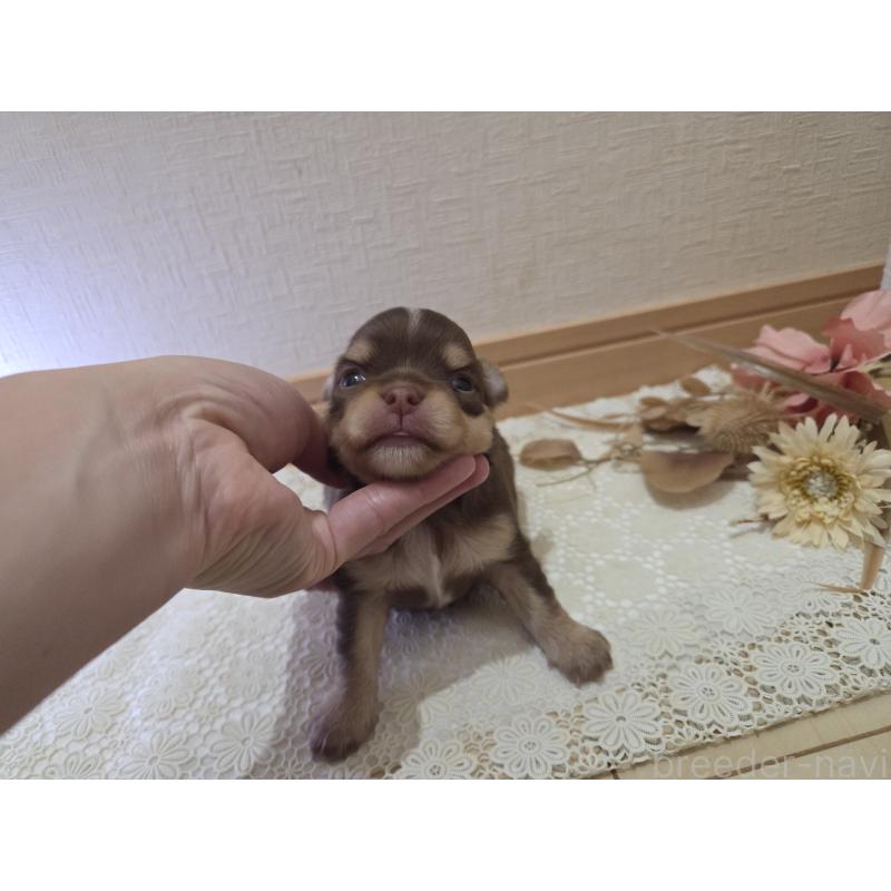 成約済の広島県のチワワ(ロングコート)-420878の14枚目