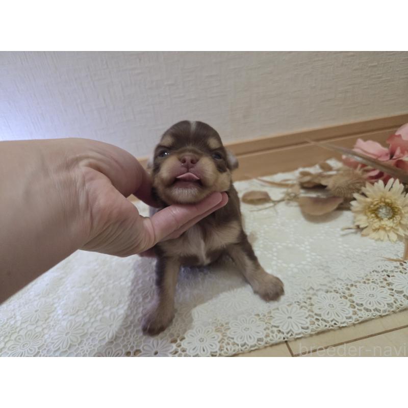 成約済の広島県のチワワ(ロングコート)-420878の13枚目