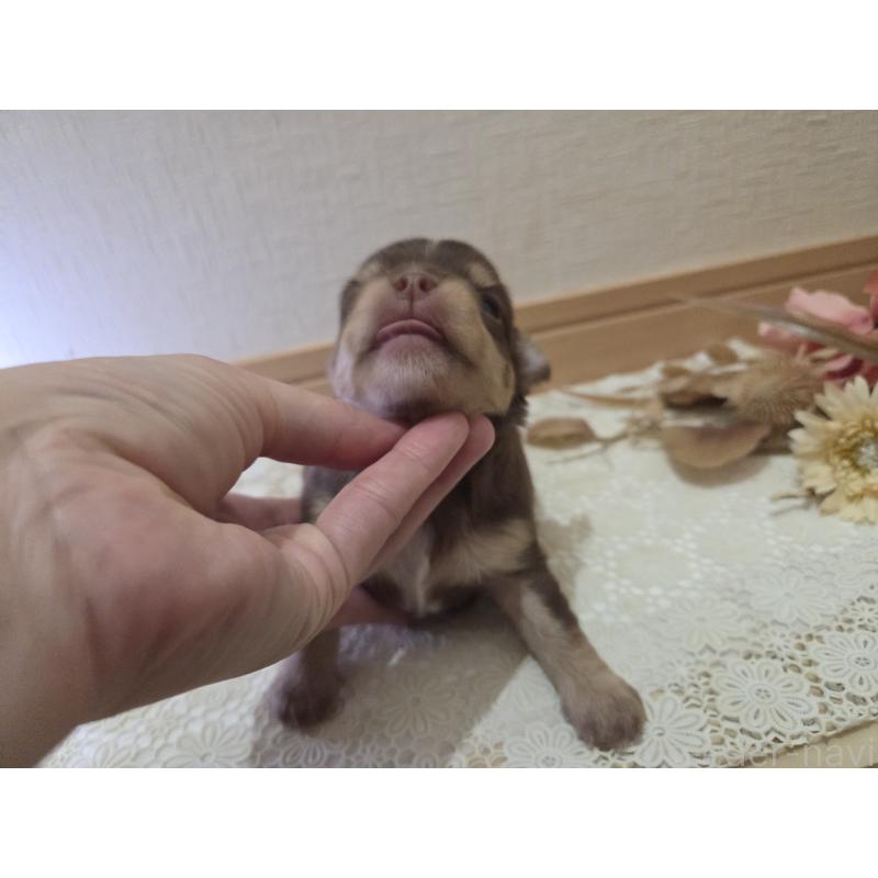 成約済の広島県のチワワ(ロングコート)-420878の12枚目