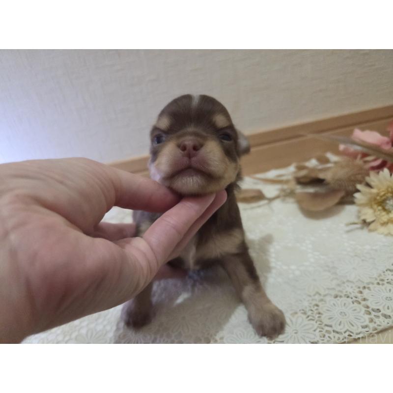 成約済の広島県のチワワ(ロングコート)-420878の9枚目