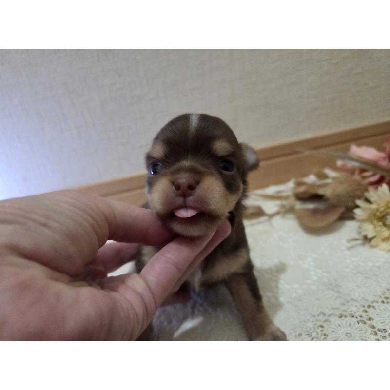 成約済の広島県のチワワ(ロングコート)-420878の8枚目