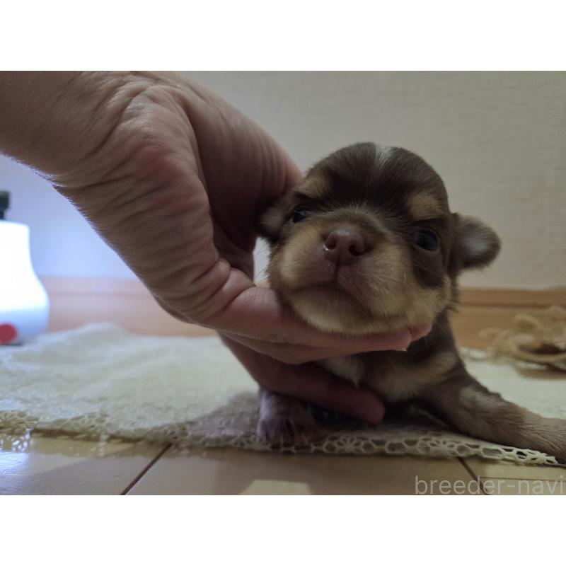 成約済の広島県のチワワ(ロングコート)-420878の7枚目