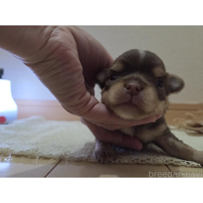 成約済の広島県のチワワ(ロングコート)-420878の5枚目