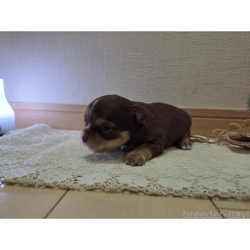 成約済の広島県のチワワ(ロングコート)-420878の3枚目