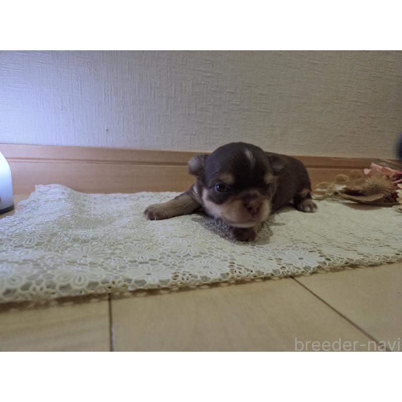 成約済の広島県のチワワ(ロングコート)-420878の2枚目