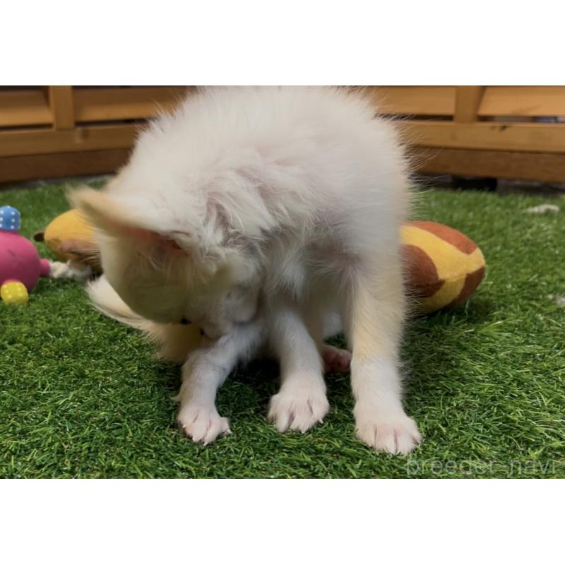 販売中の埼玉県のチワワ(ロングコート)-408273の18枚目