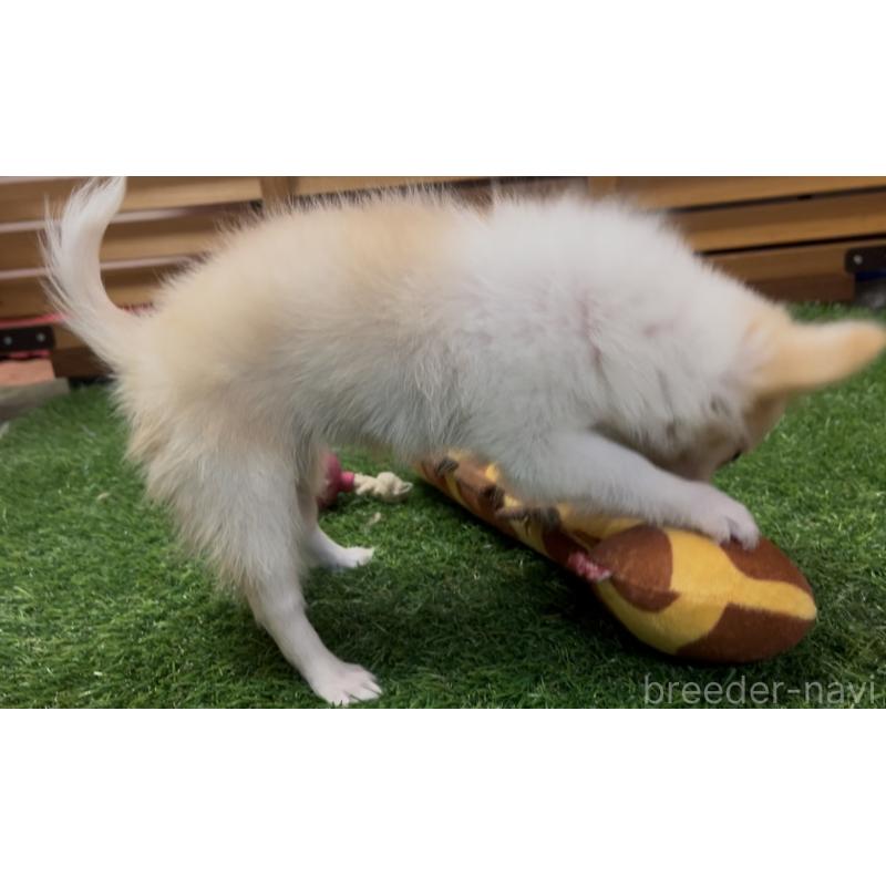 販売中の埼玉県のチワワ(ロングコート)-408273の17枚目