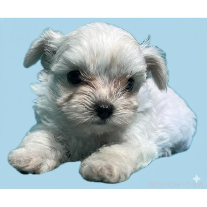 販売中の兵庫県のチワマル:チワワ×マルチーズ-419344の2枚目