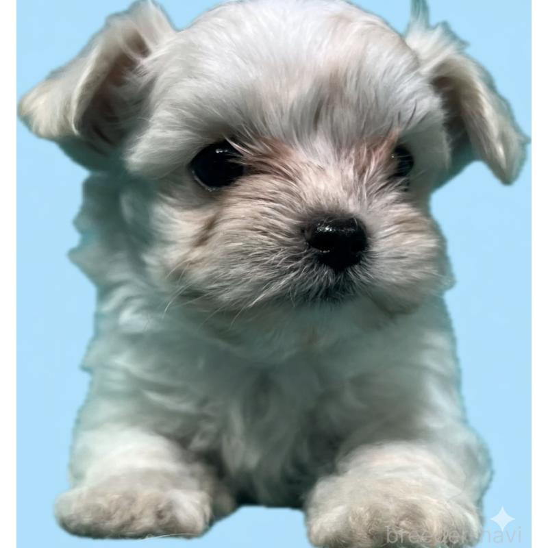 販売中の兵庫県のチワマル:チワワ×マルチーズ-419344