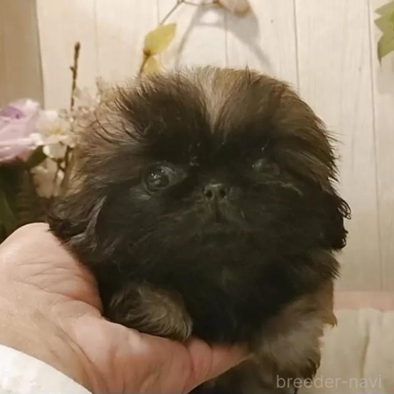 販売中の愛知県のペキニーズ-422384