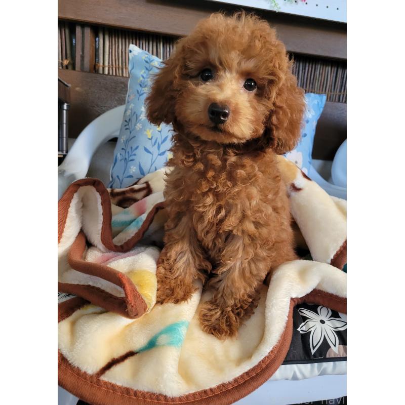 販売中の鹿児島県のタイニープードル-418967の2枚目