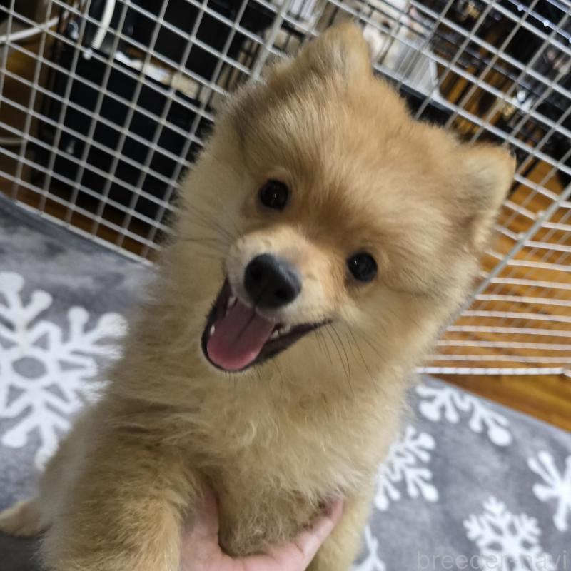 販売中の岡山県のポメラニアン-406319の6枚目