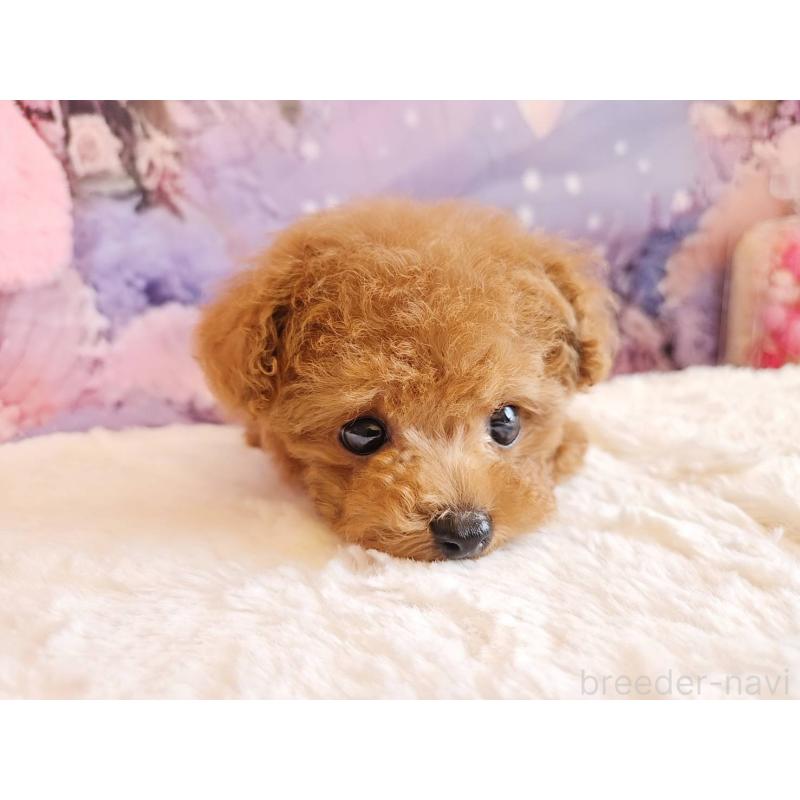 成約済の岐阜県のティーカッププードル-417850の14枚目