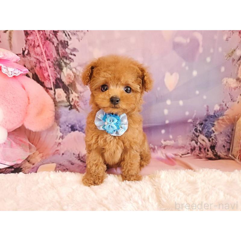 成約済の岐阜県のティーカッププードル-417850の12枚目