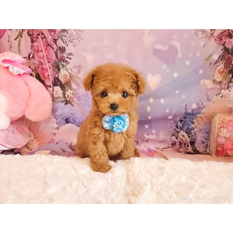 成約済の岐阜県のティーカッププードル-417850の11枚目