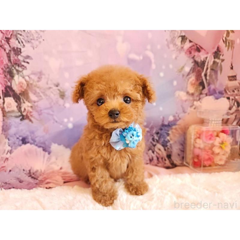 成約済の岐阜県のティーカッププードル-417850の9枚目