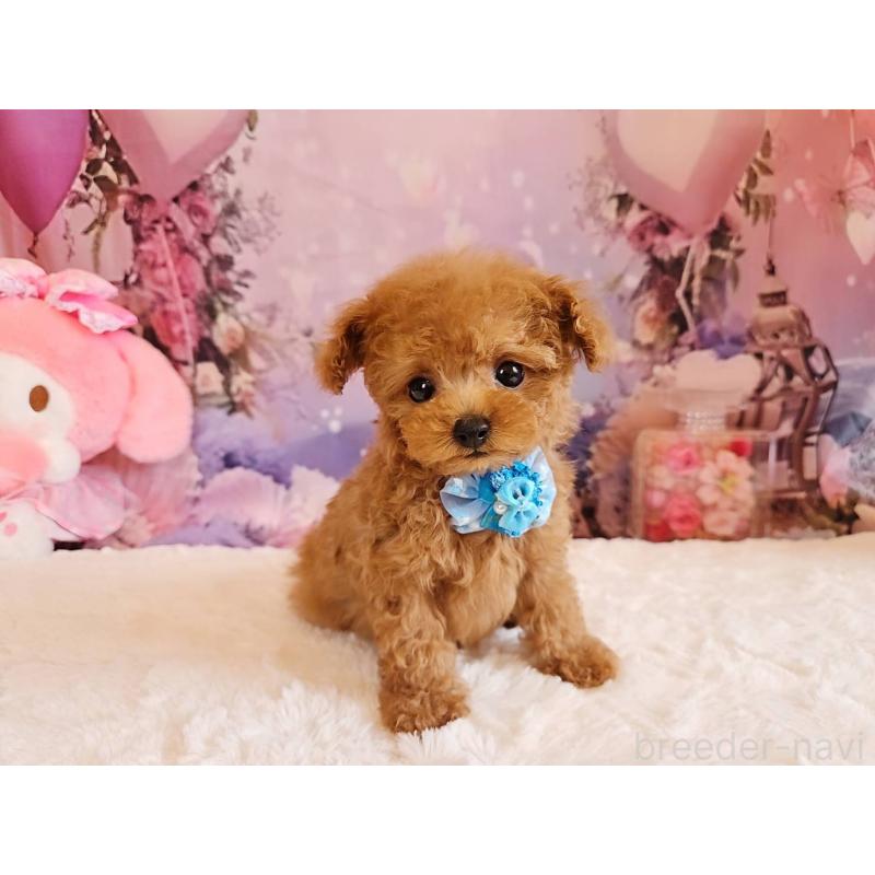 成約済の岐阜県のティーカッププードル-417850の8枚目