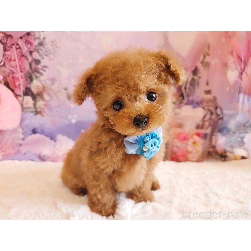 成約済の岐阜県のティーカッププードル-417850の7枚目