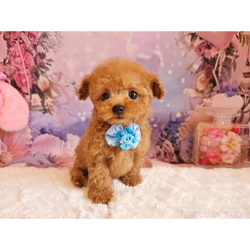 成約済の岐阜県のティーカッププードル-417850の5枚目