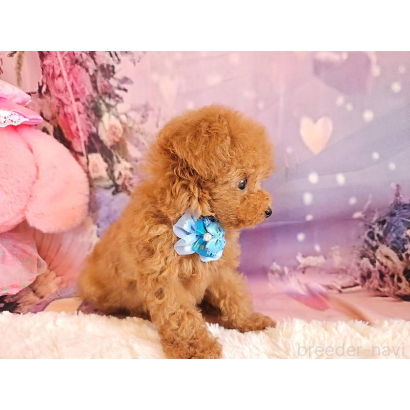 成約済の岐阜県のティーカッププードル-417850の4枚目