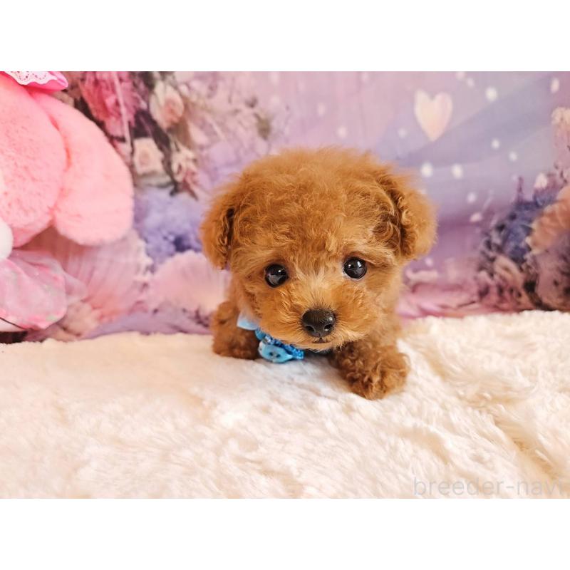 成約済の岐阜県のティーカッププードル-417850の2枚目