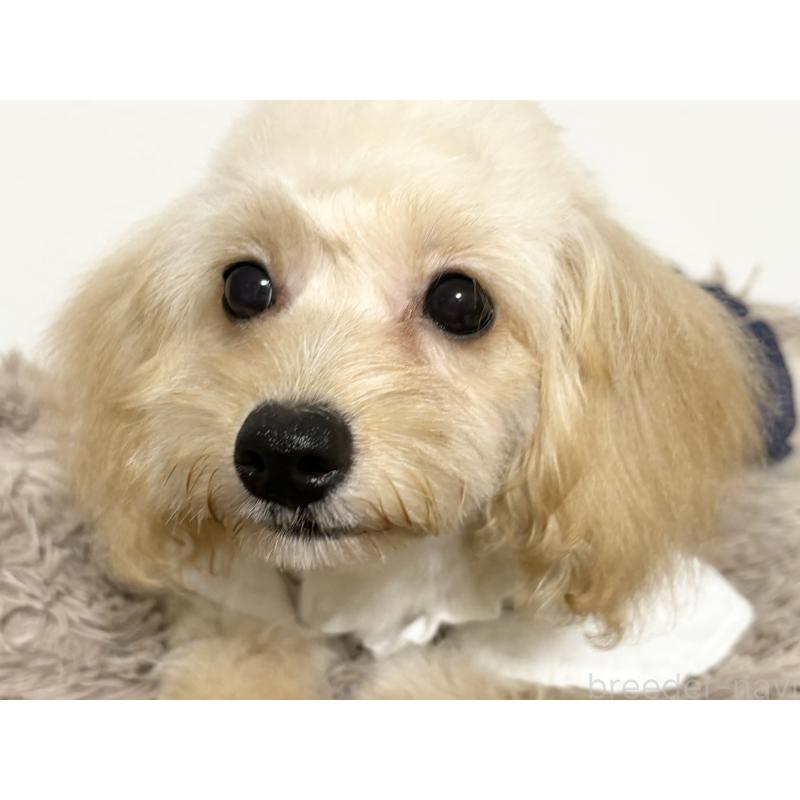 販売中の埼玉県のポメプー:ポメラニアン×トイプードル-414102